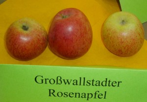 Wallstadter Rosenapfel